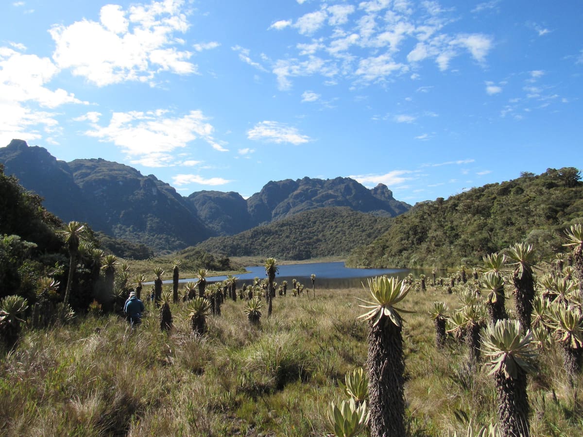 Declaran como área protegida el Parque Natural Regional Loros Andinos en el Tolima