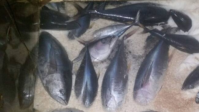 Atún / Imagen de referencia. Foto: Colprensa/