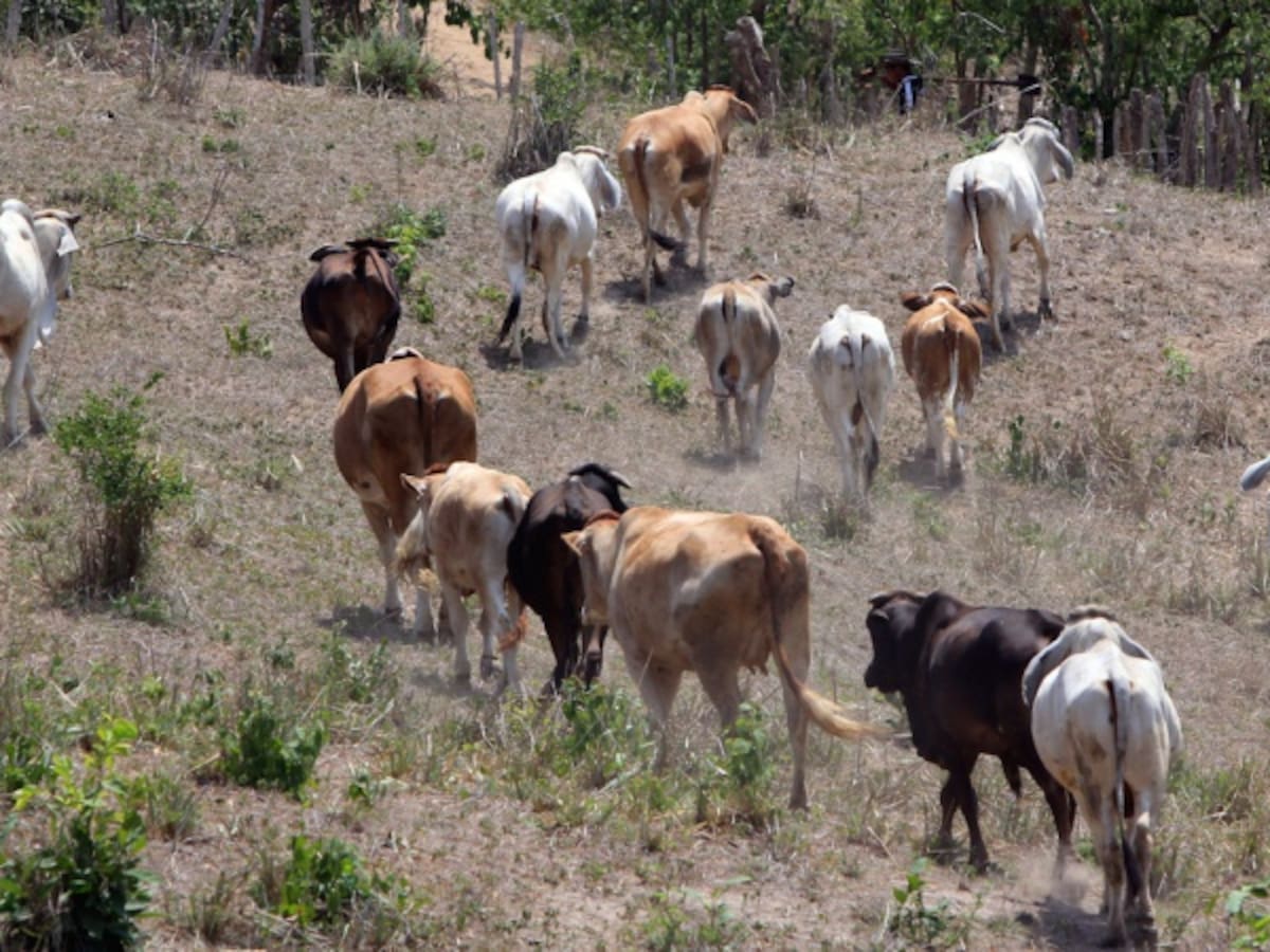 Productores de leche en el Tolima bastante afectados por temporada de sequía