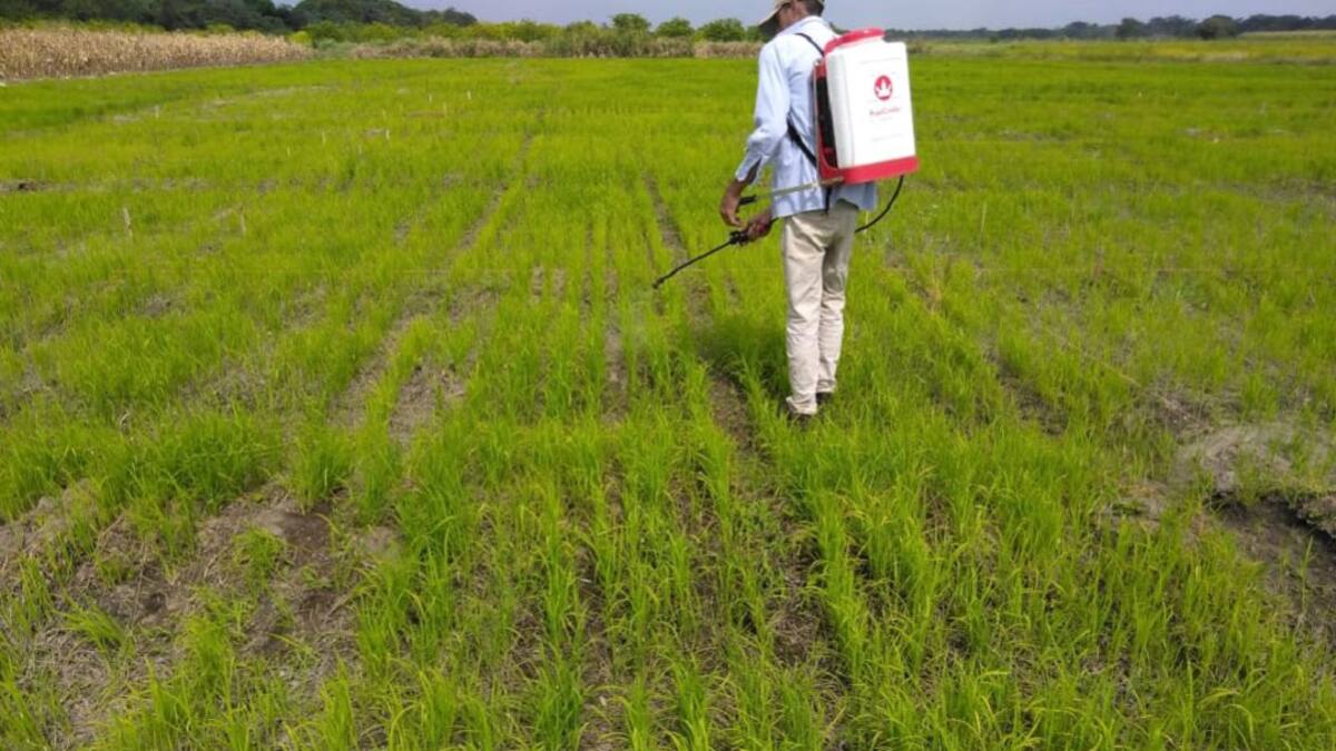 Un biofertilizante optimiza el uso del fósforo en arroz y maíz