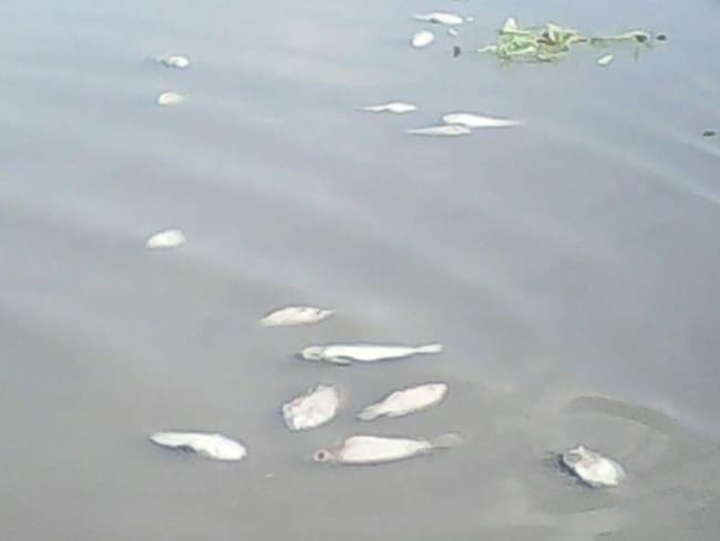 Preocupación en Calamar, Bolívar, por mortandad de peces