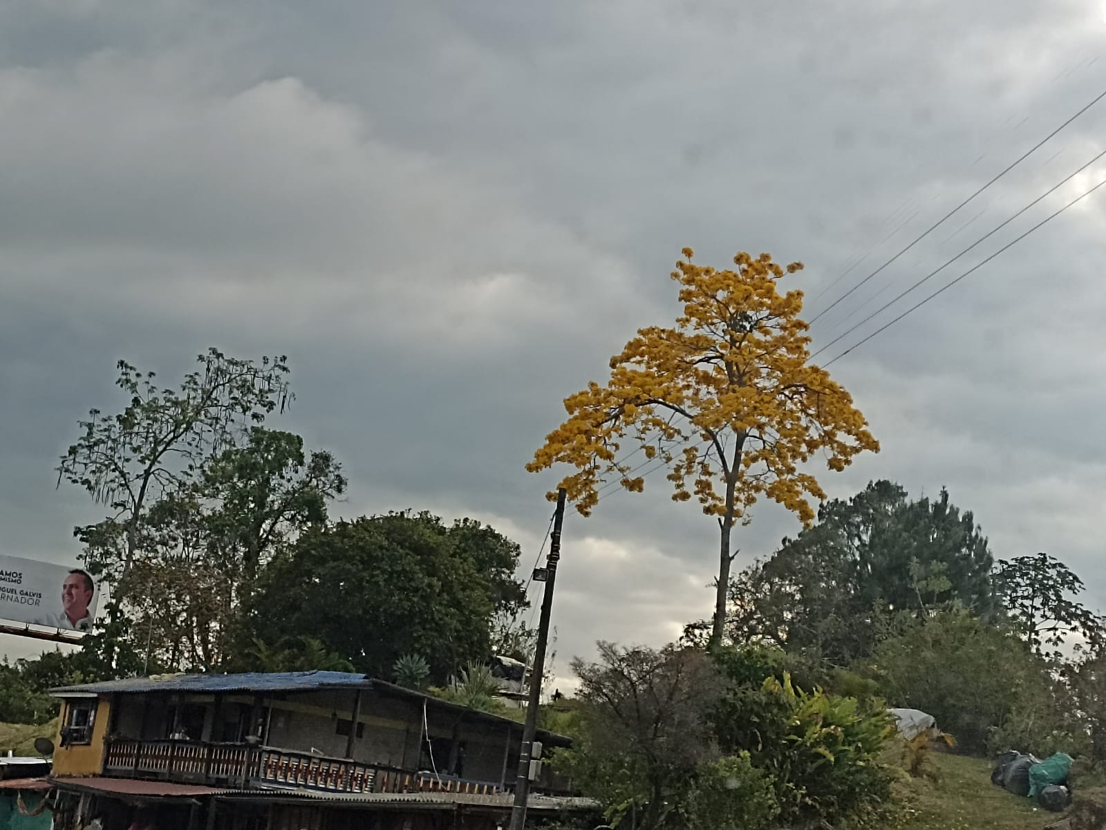 Días de guayacanes florecidos en los municipios del Quindío. Foto Adrián Trejos
