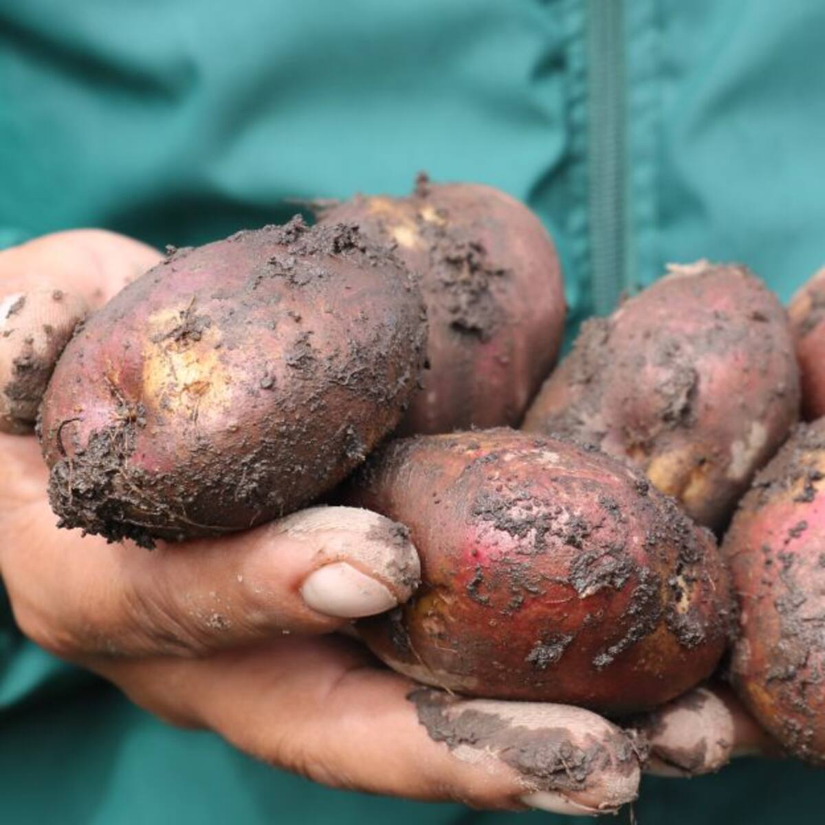 Paperos de Boyacá ‘cocinan’ protestas para el viernes 13 de noviembre