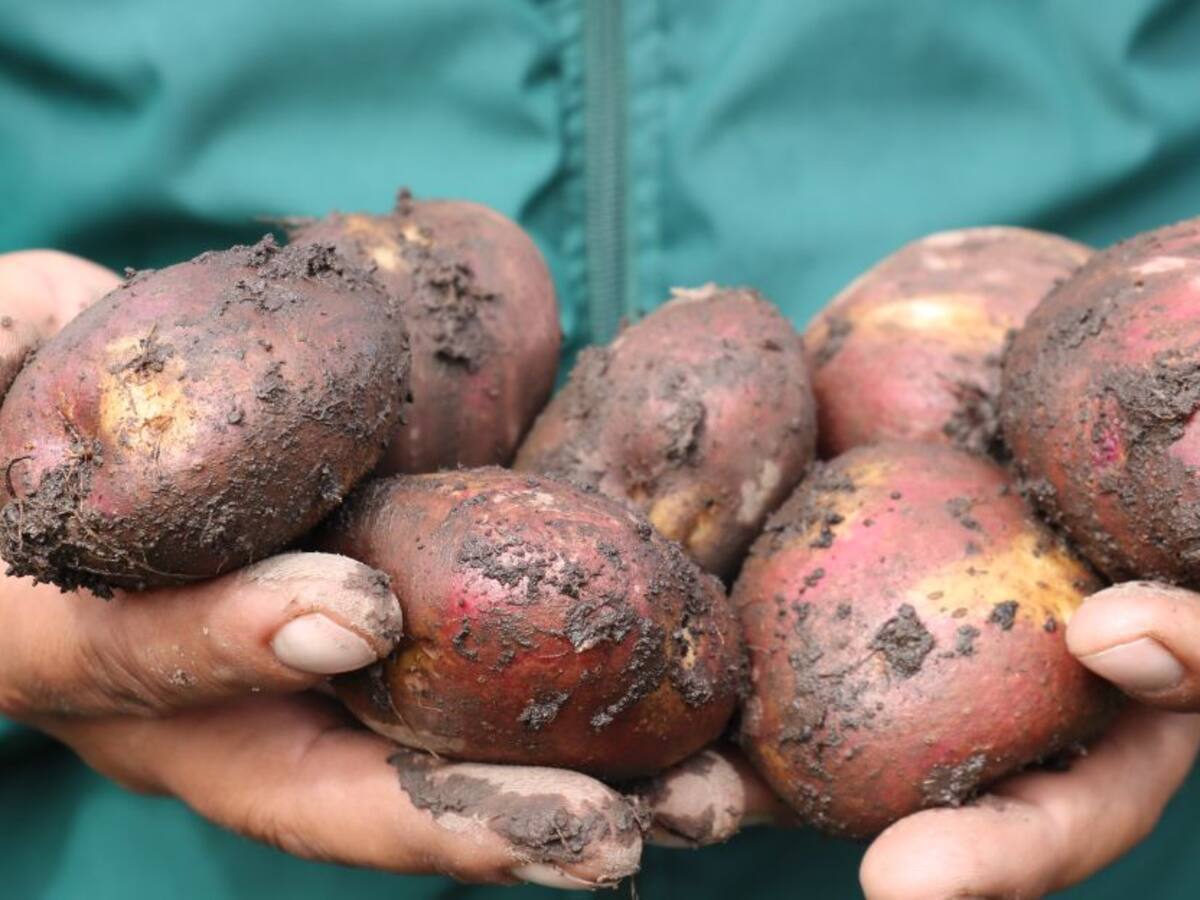 Buena oferta de papa modera sus precios