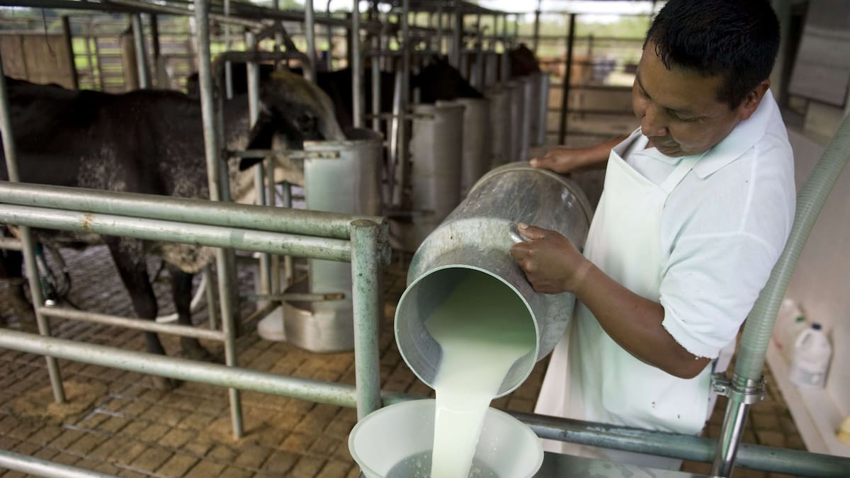 Productores del Huila se mantienen a flote, pese a los bajos precios en el litro de leche