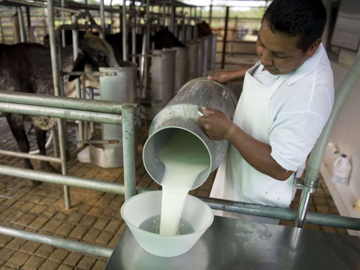 Productores del Huila se mantienen a flote, pese a los bajos precios en el litro de leche