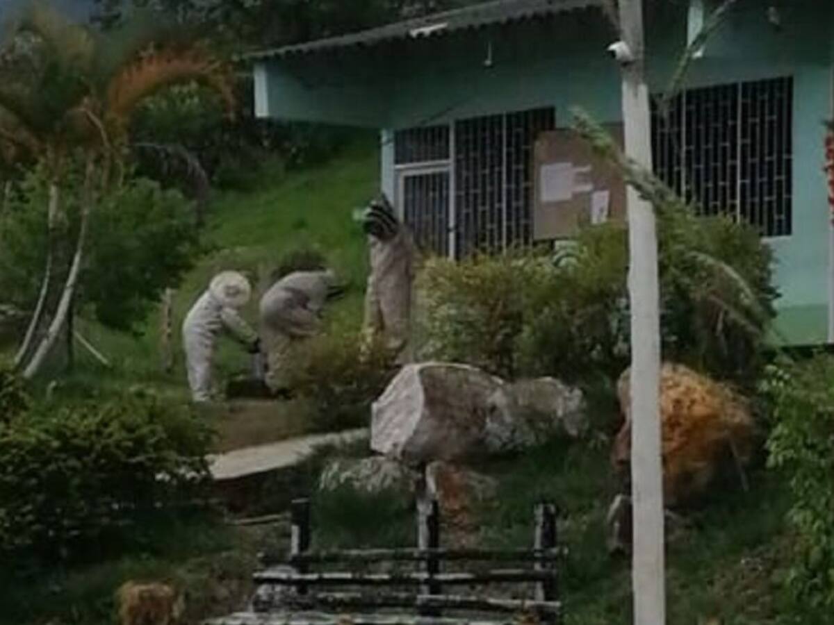Sesenta personas fueron atacadas por un enjambre de abejas