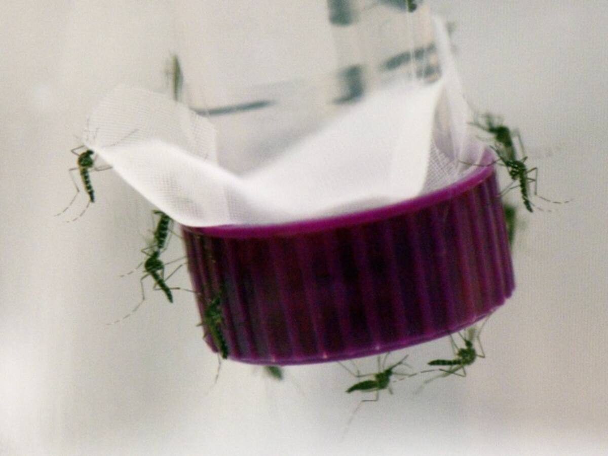 Estados Unidos confirma su primer caso del Zika por transmisión sexual