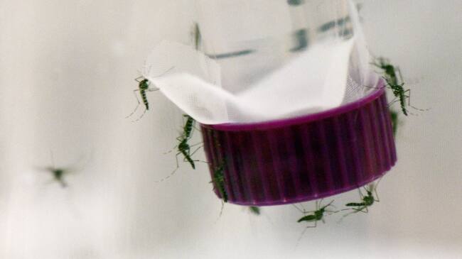 Fotografía facilitada por la OIEA de un recipiente con insectos esterilizados en el labortatorio del OIEA en Seibersdorf, en las afueras de Viena. El OIEA, la agencia atómica de la ONU, espera trasladar a Brasil su técnica del insecto estéril (SIT, en sus siglas en inglés) "lo antes posible" para reducir la población del mosquito "Aedes aegypti" que trasmite el virus del Zika.