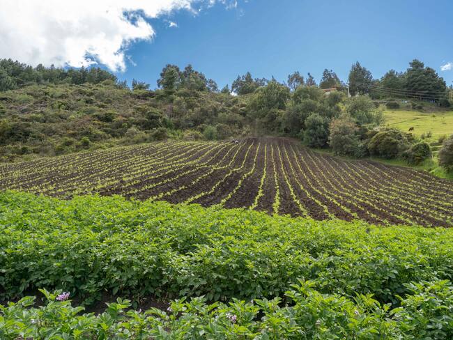 Cundinamarca y su apoyo al agro, en Ruta Regiones