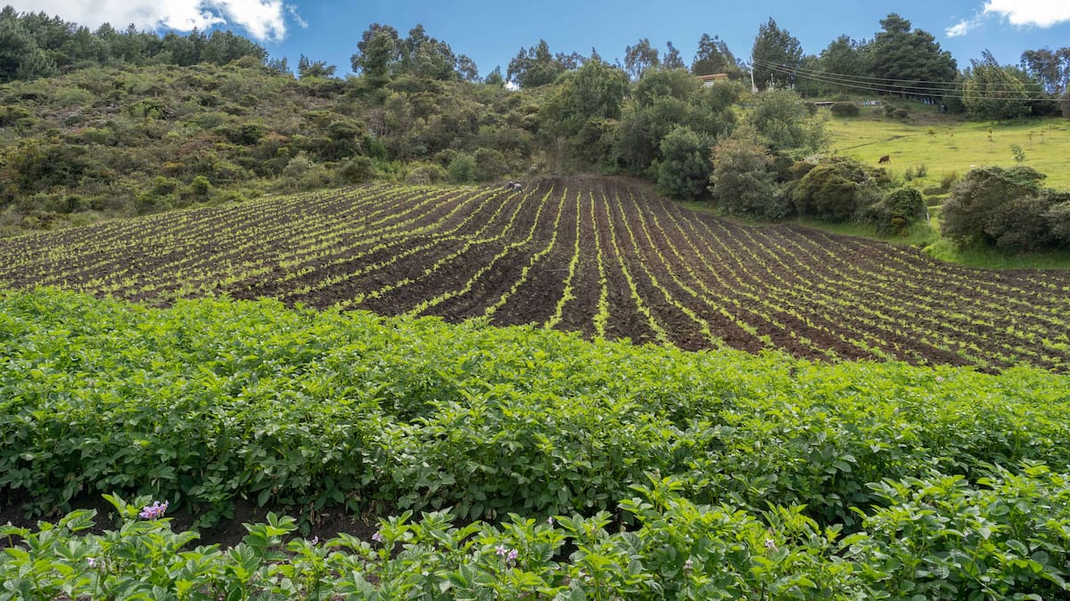 Cundinamarca y su apoyo al agro, en Ruta Regiones