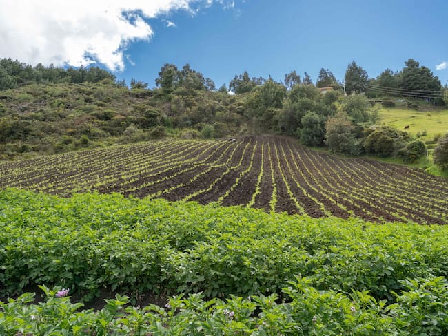 Cundinamarca y su apoyo al agro, en Ruta Regiones