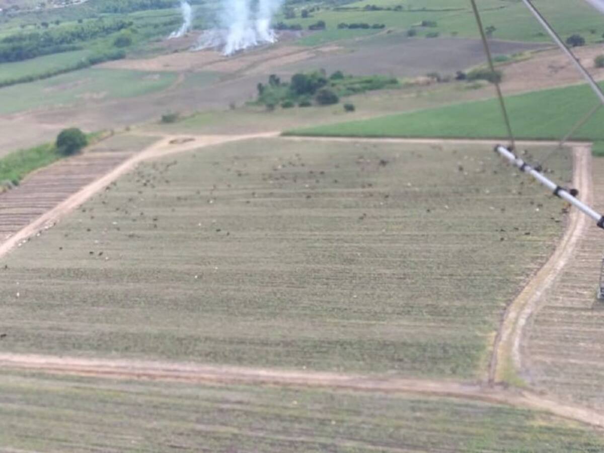 Incursión de personas armas a cultivos de caña de azúcar de Riopaila