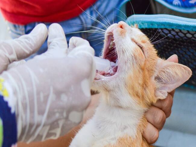 Unicórdoba estudiará si el coronavirus está en animales domésticos