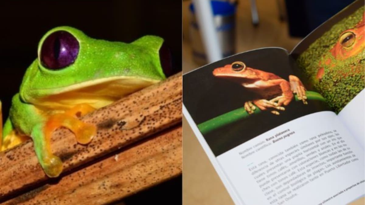 Plaguicidas están matando las ranas