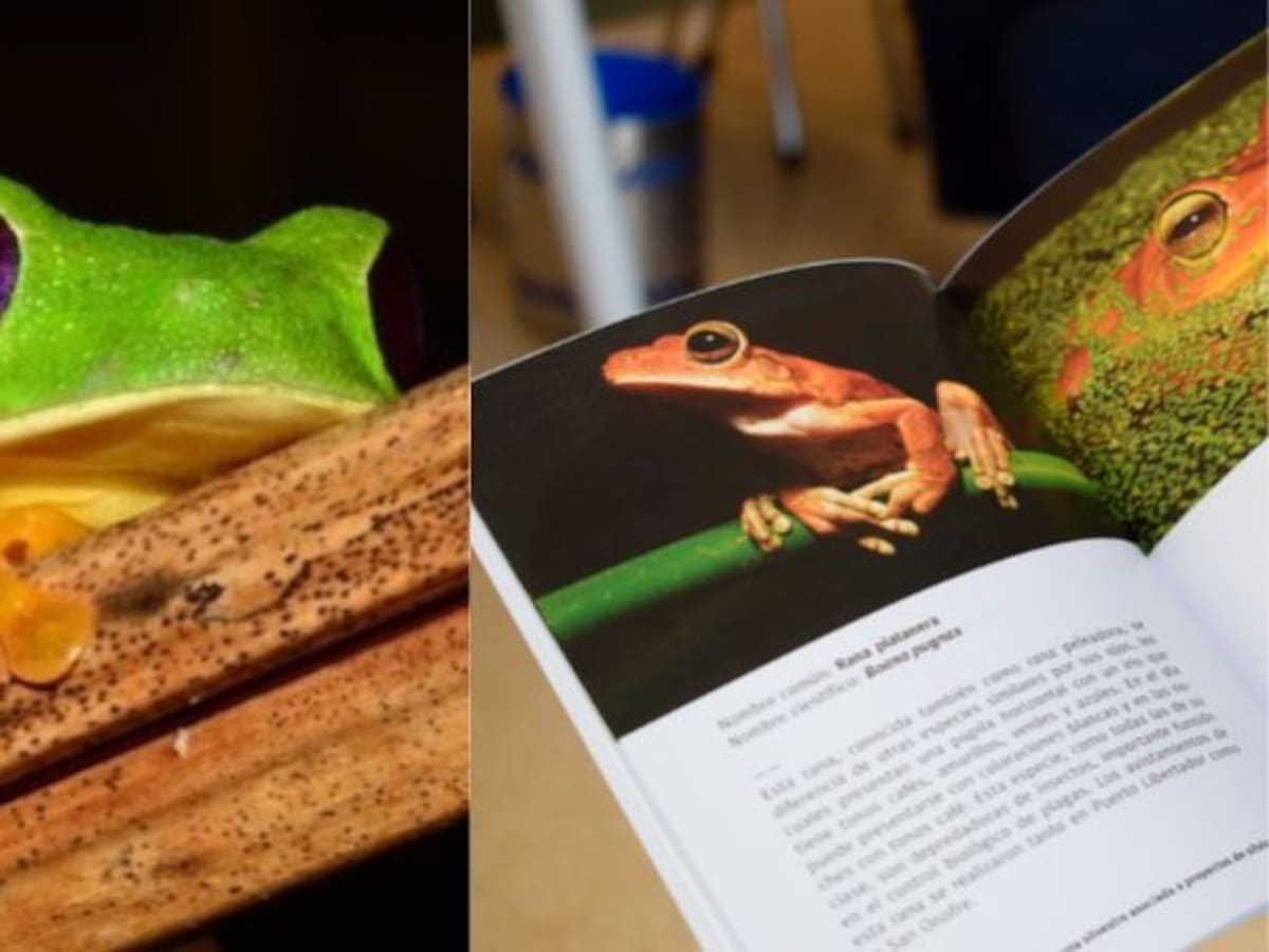 Plaguicidas están matando las ranas