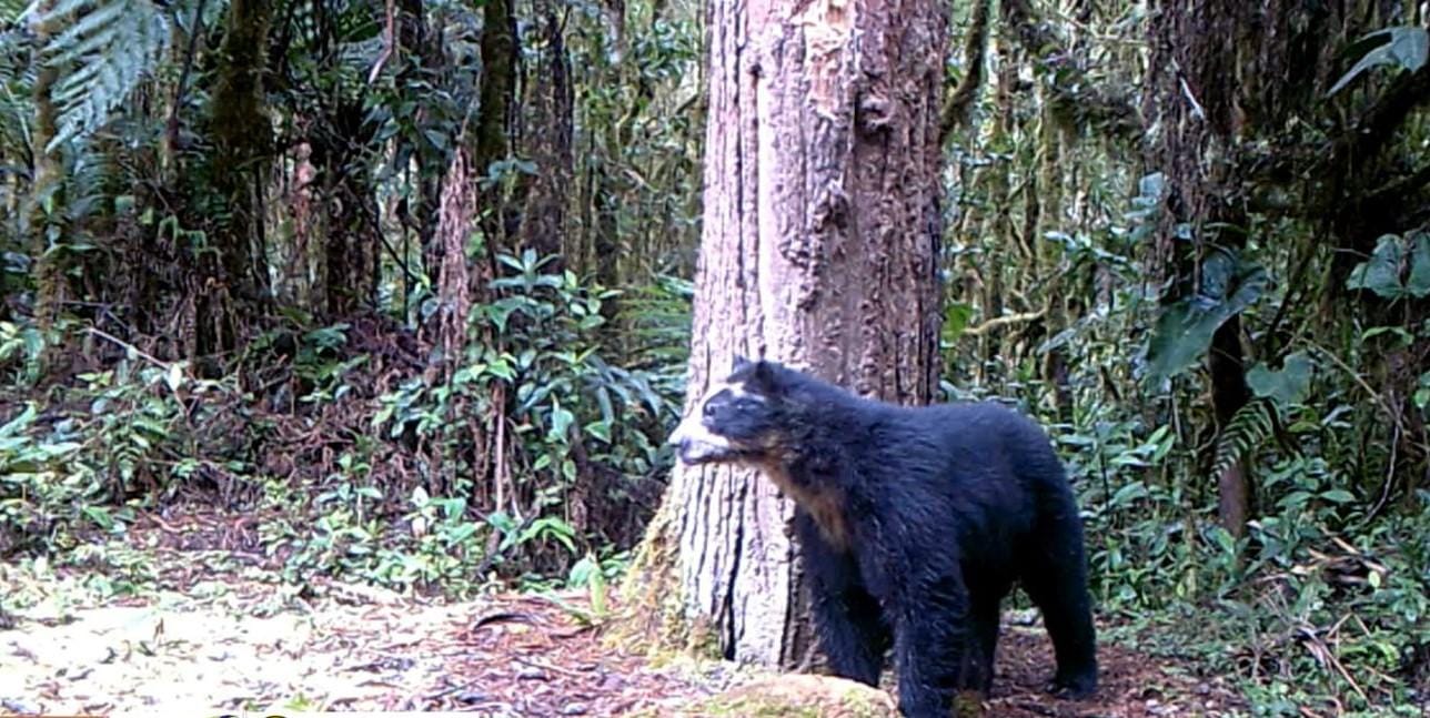 Es uno de los 132 osos andinos individualizados en el sur del Huila. Foto Cam Huila.