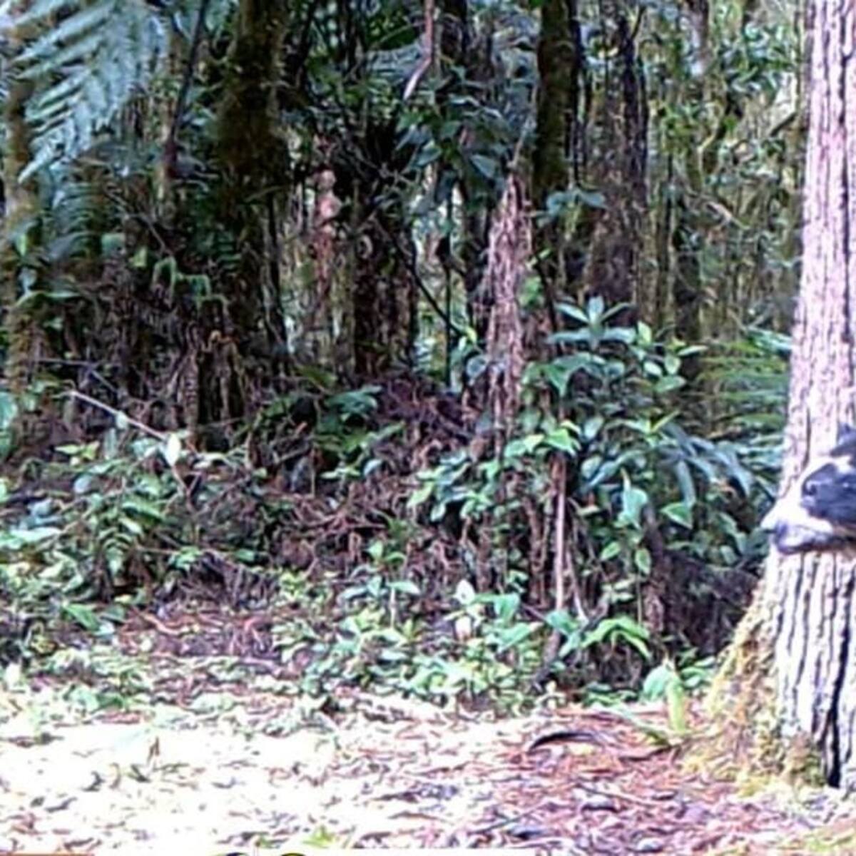 Avistamiento de “Izumi”, en el Huila: El oso de anteojos, que se creía desaparecido