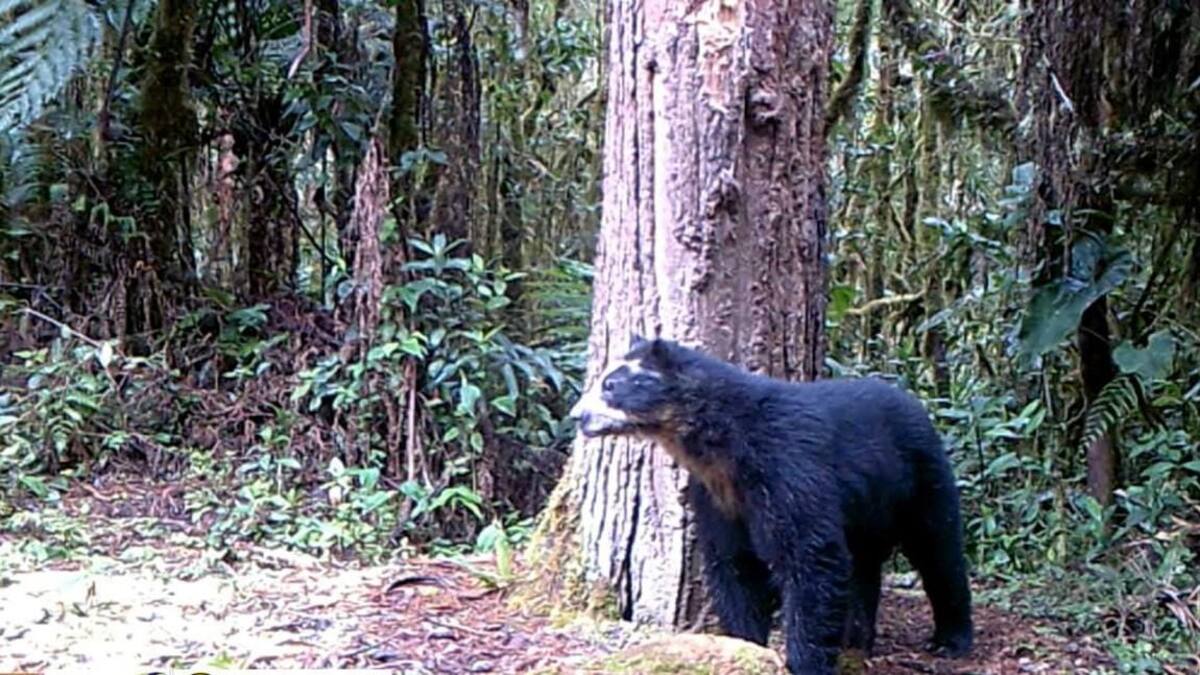 Avistamiento de “Izumi”, en el Huila: El oso de anteojos, que se creía desaparecido
