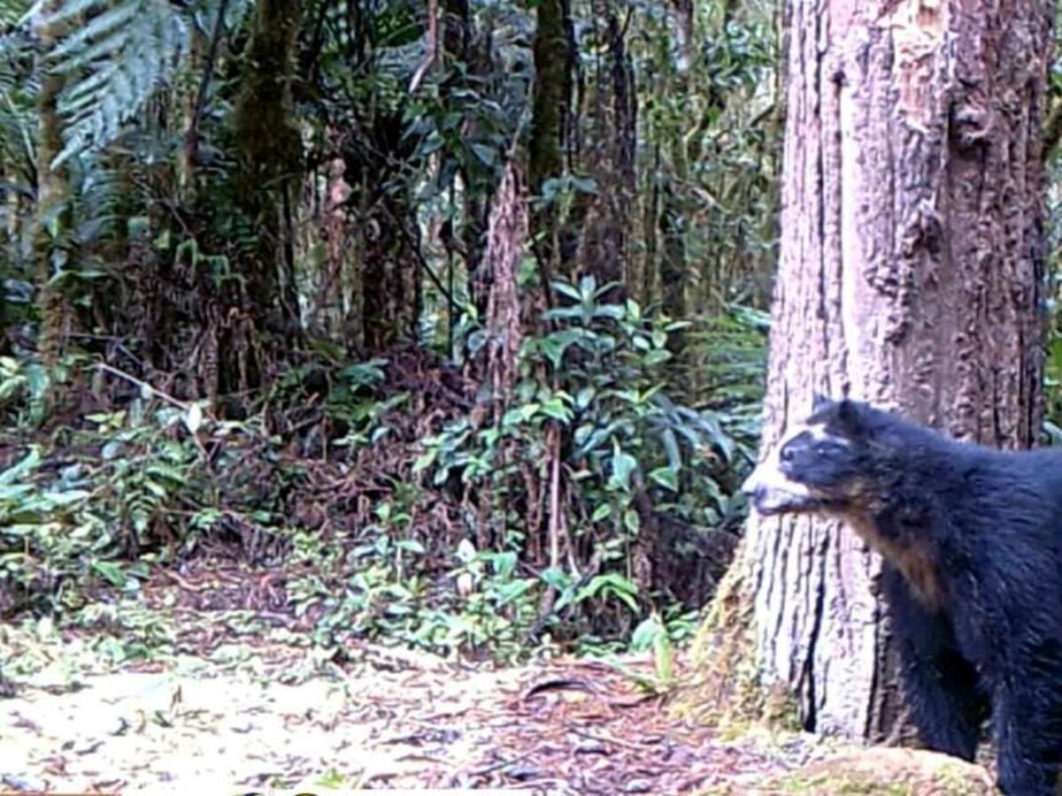 Avistamiento de “Izumi”, en el Huila: El oso de anteojos, que se creía desaparecido