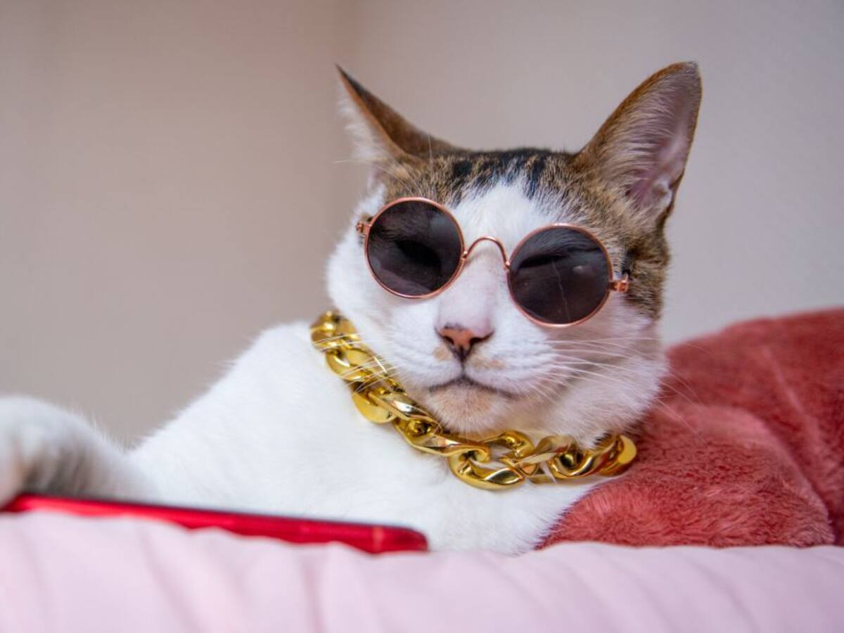 Fácil: así puede saber si un gato es macho o hembra