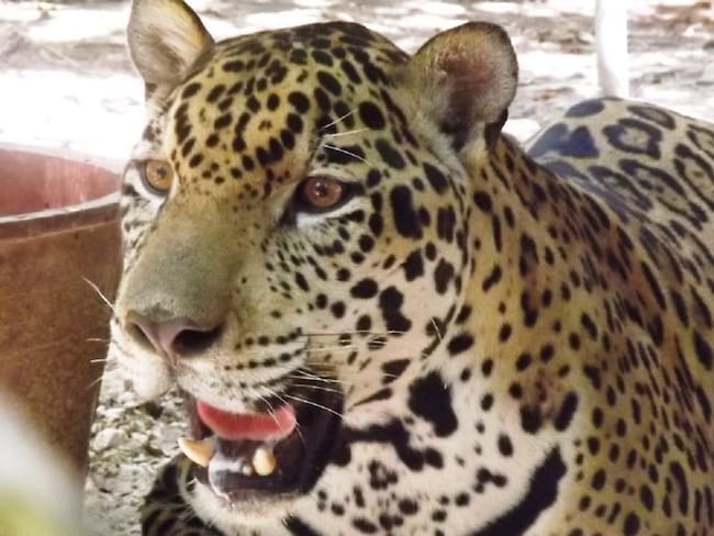 Murió &#039;Tigger&#039;, el jaguar con más años en cautiverio de Santander