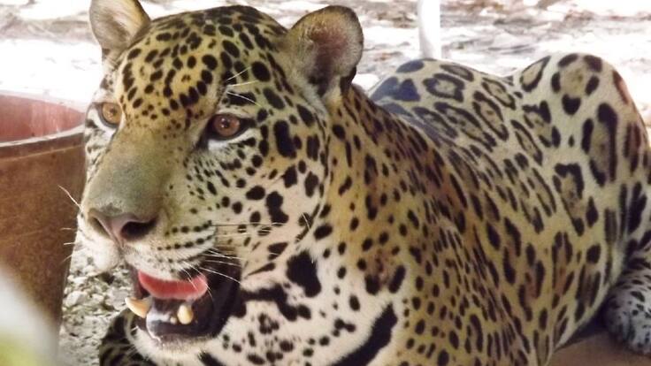 Murió 'Tigger', el jaguar con más años en cautiverio de Santander