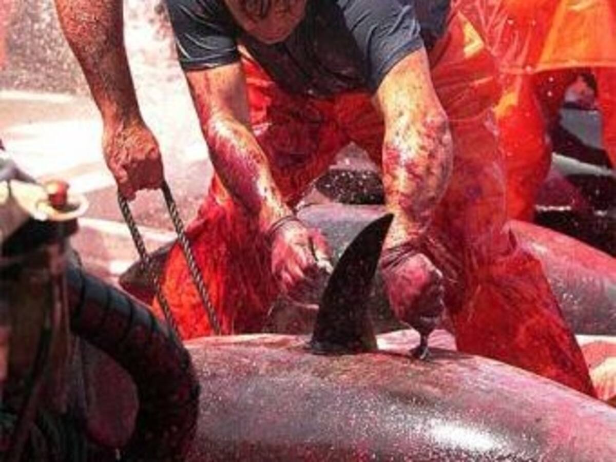 Colombia evade acuerdo internacional de conservación de la pesquería de atunes