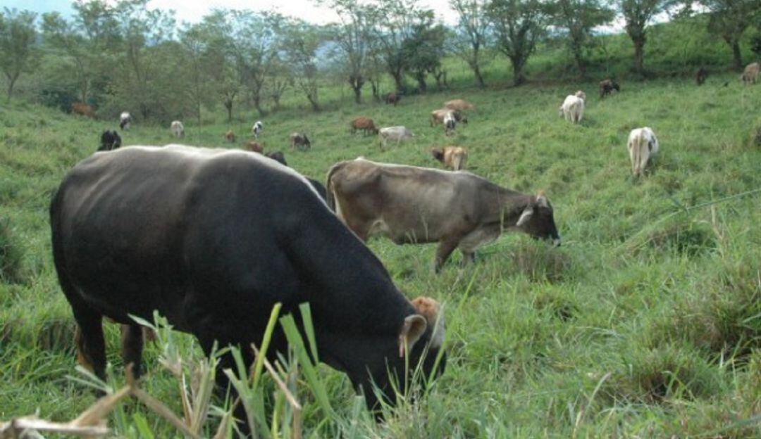 Pastos para la ganadería