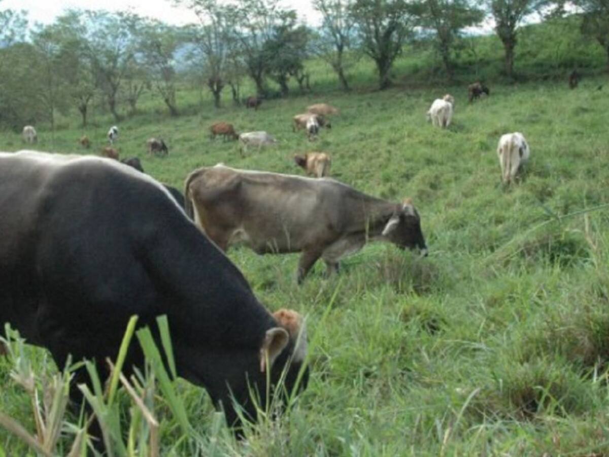 Desde el martes, gran venta virtual de semillas y forrajes