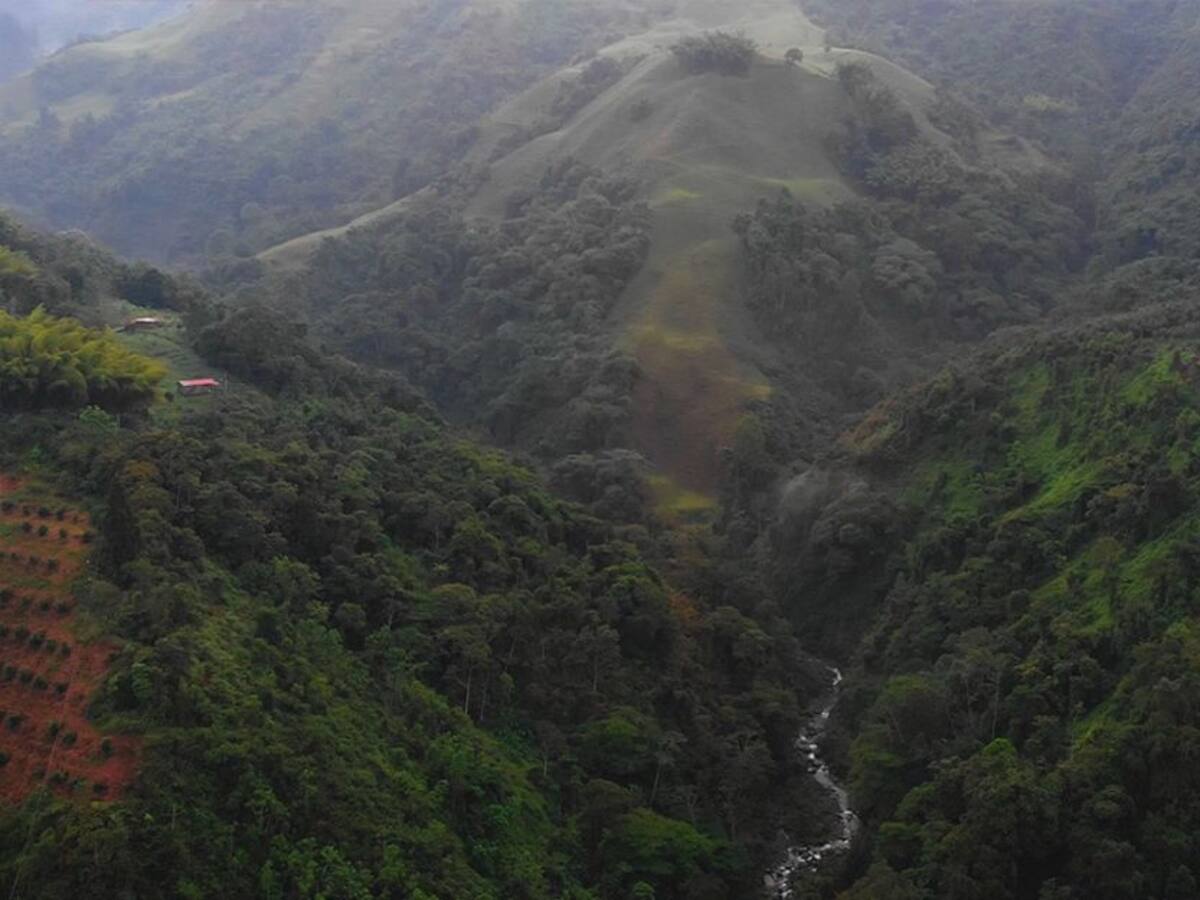 El municipio de Villamaría crece en la cultivación de fresas