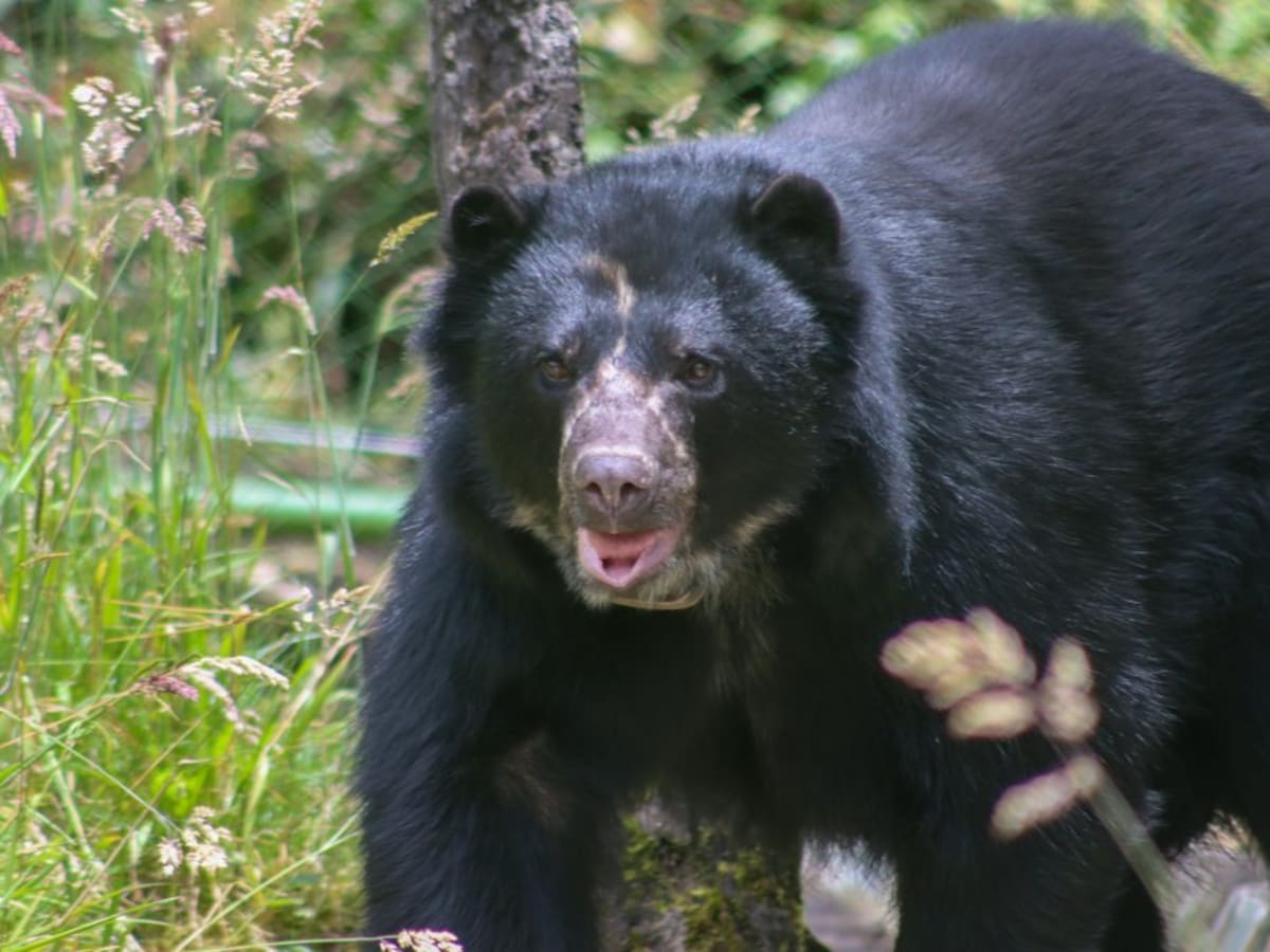 Tamá, el oso andino, inicia su regreso definitivo a la vida silvestre tras 11 años de acompañamiento