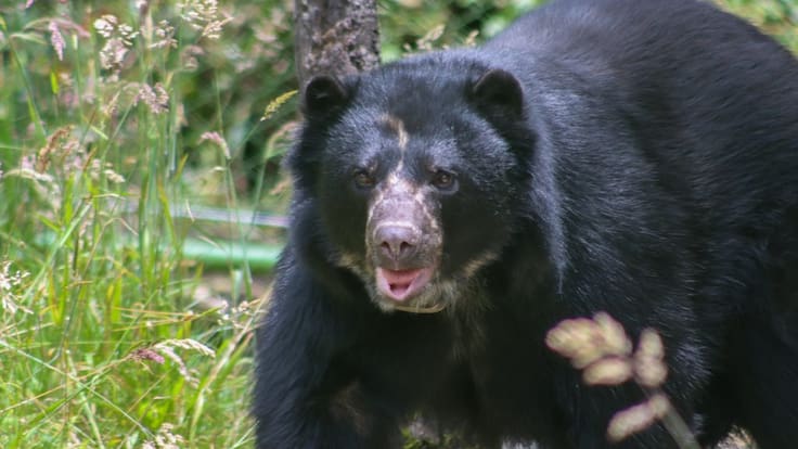¿Qué pasó con Tamá, el oso andino que no alcanzó a conocer la libertad?