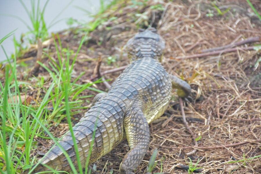 Alcaldía de Cartagena