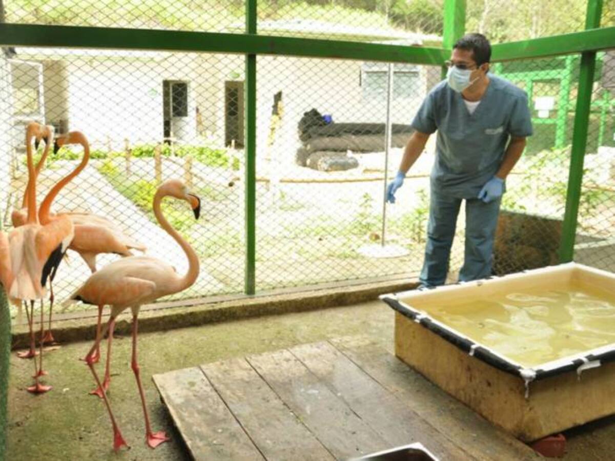 Flamingos rosados ahora acompañarán a leones en montañas de Floridablanca