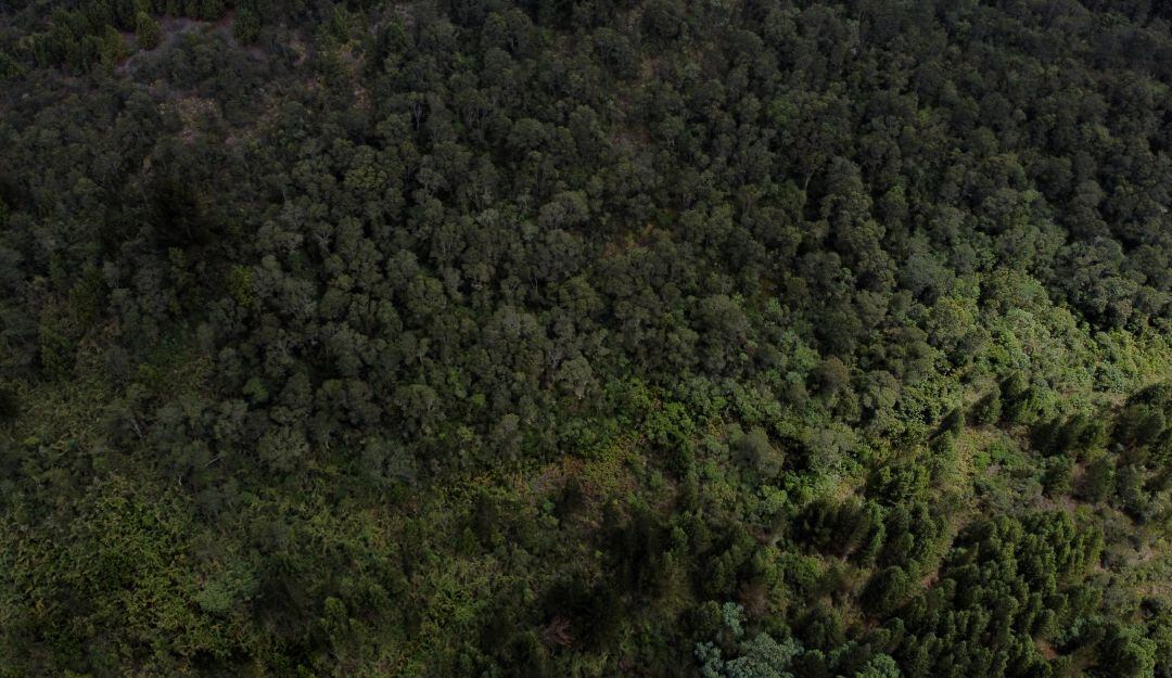 Ahora Artemisa va por los mares 