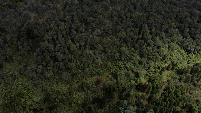 Ahora Artemisa va por los mares