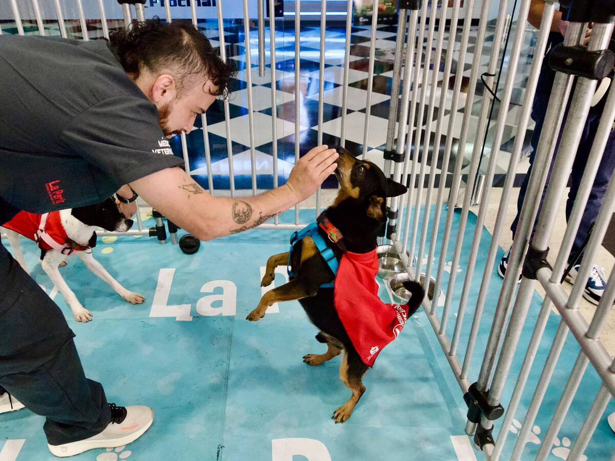“Adopta un Superhéroe”: Medellín lanza emotiva campaña para dar hogar a más de 2.100 perros