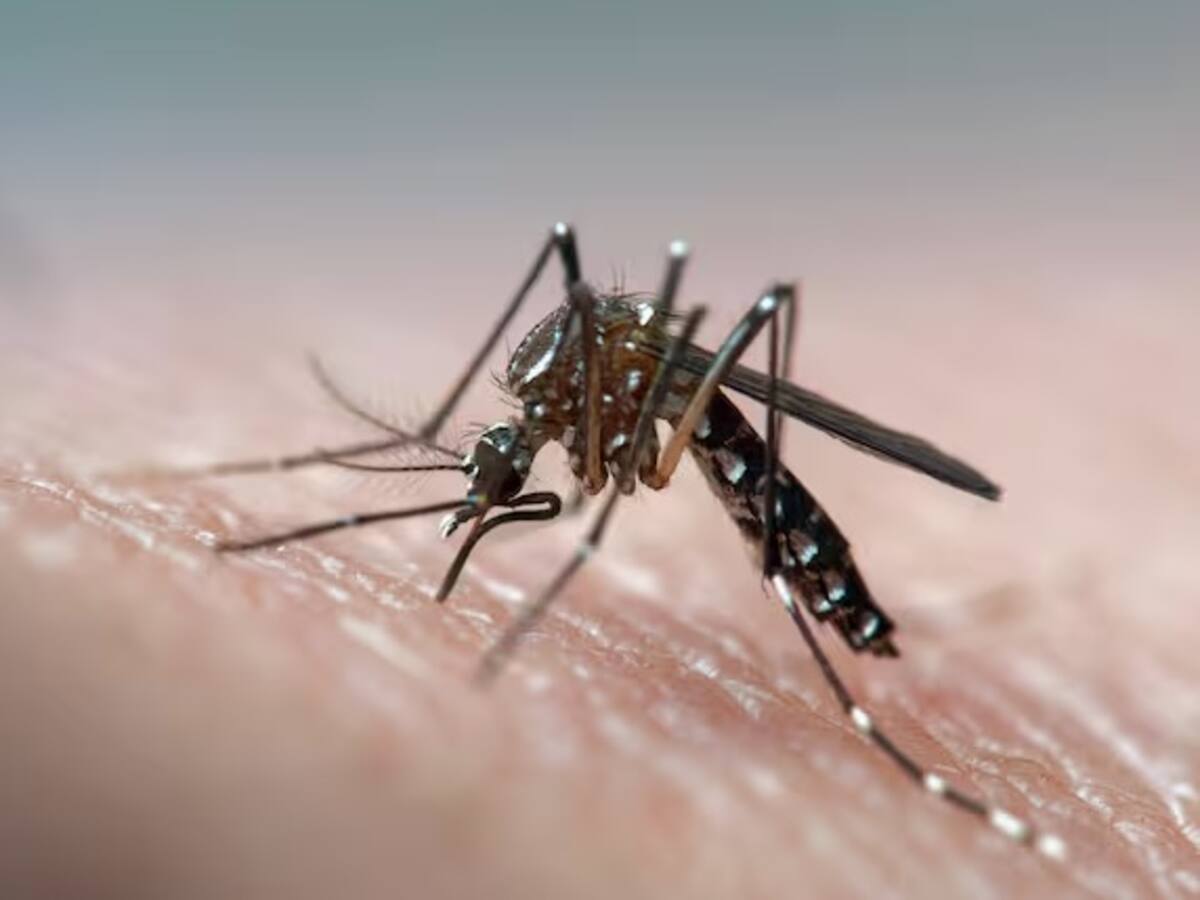 Armenia alcanza los 2.000 casos de dengue, autoridades insisten en el autocuidado