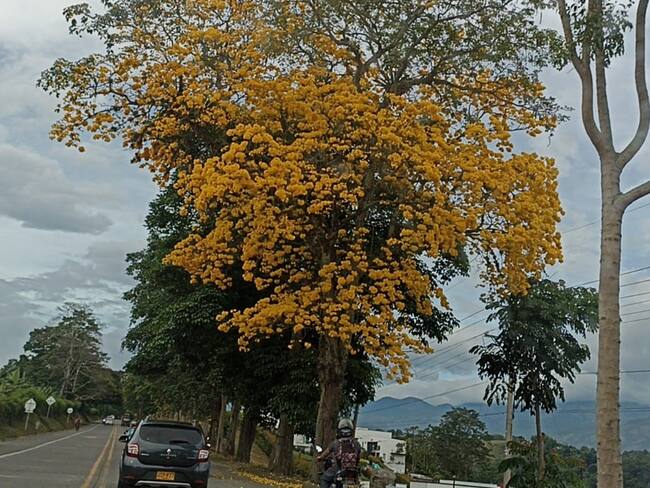 Guayacanes florecidos en la vía al corregimiento El Caimo en Armenia. Foto Adrián Trejos