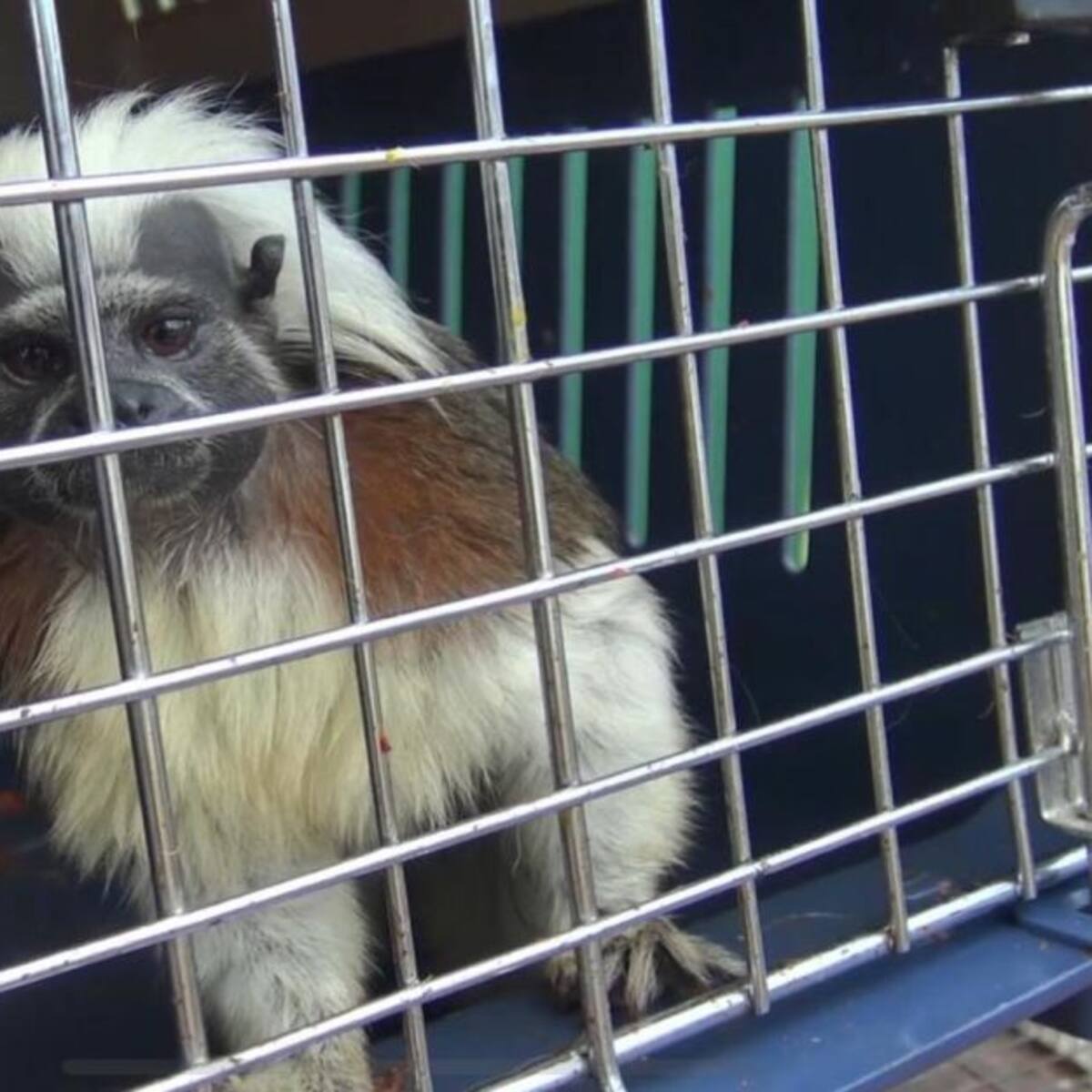 Incautan 50 animales silvestres que estaban en cautiverio en Risaralda