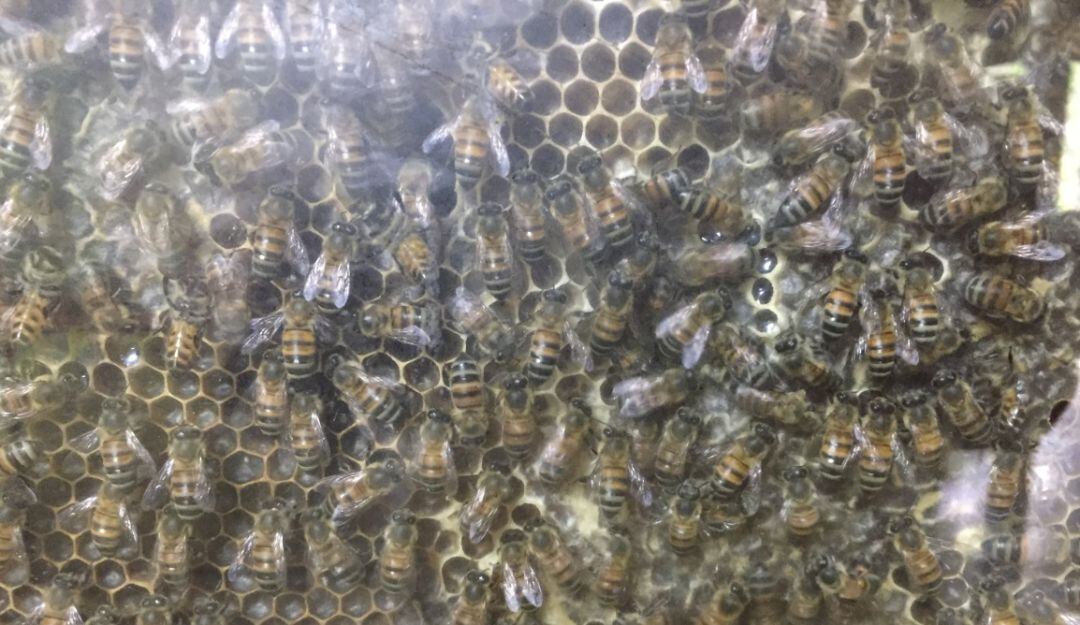 250.000 abejas hay en el jardín botánico del Quindío