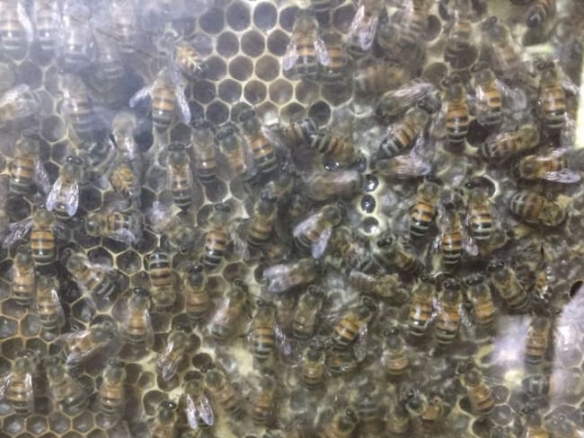 250.000 abejas hay en el jardín botánico del Quindío