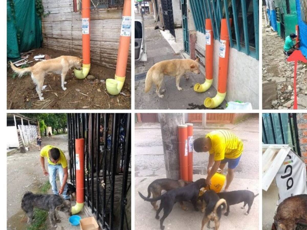 Animalistas del Quindío realizan el llamado para la donación de alimentos