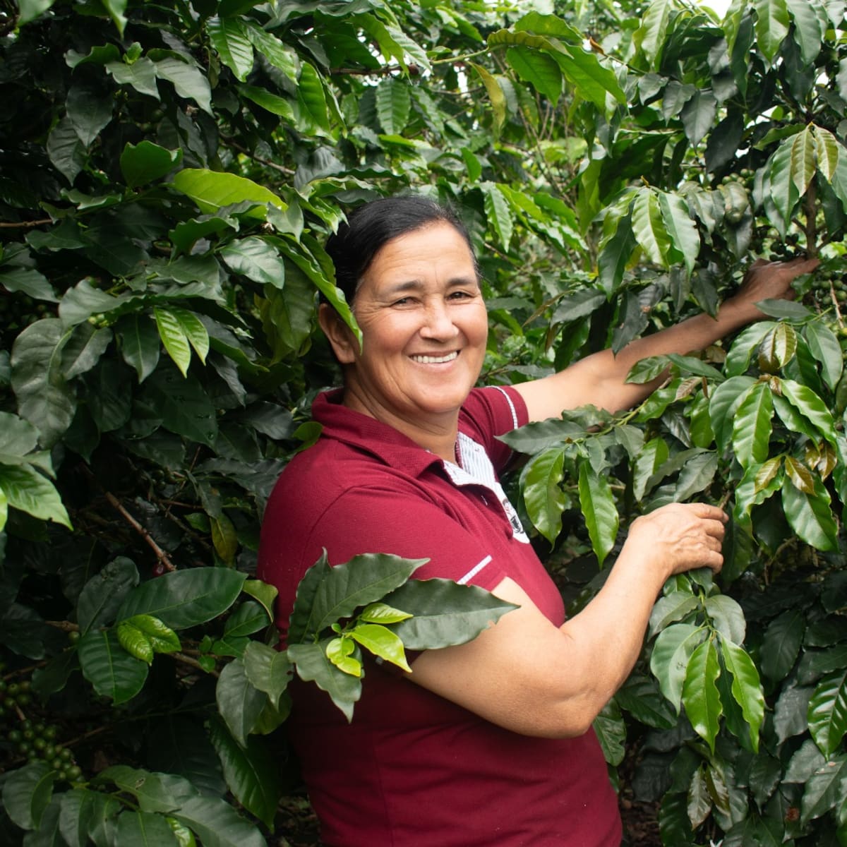 Mujeres caficultoras del Huila transforman su territorio con liderazgo y sostenibilidad