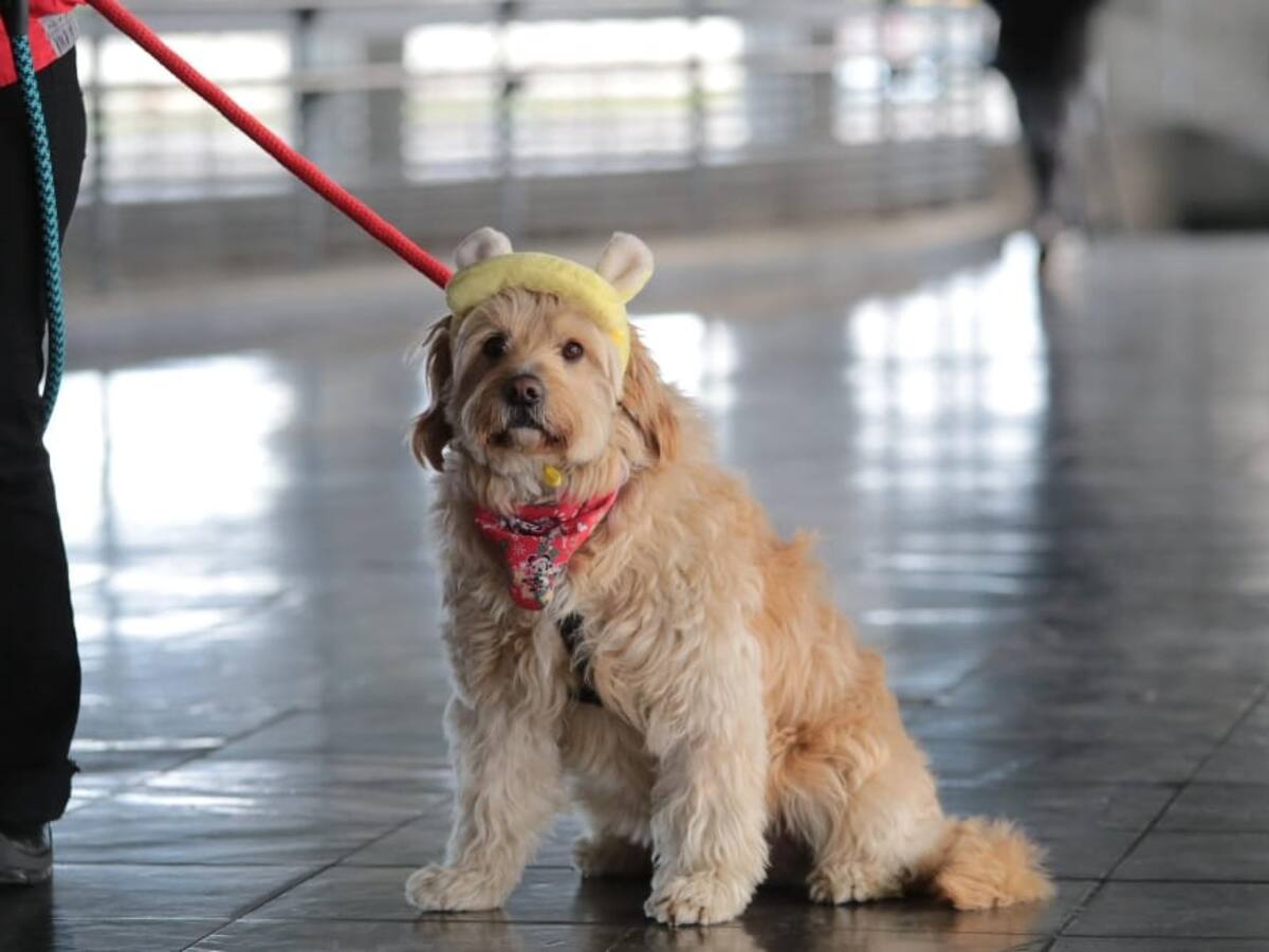 IDPYBA y Transmilenio unen fuerzas para reforzar la protección animal en la ciudad