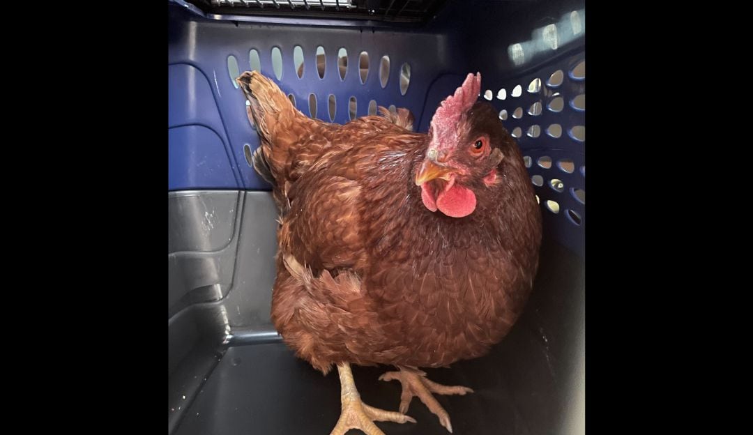 Animal Welfare League of Arlington 