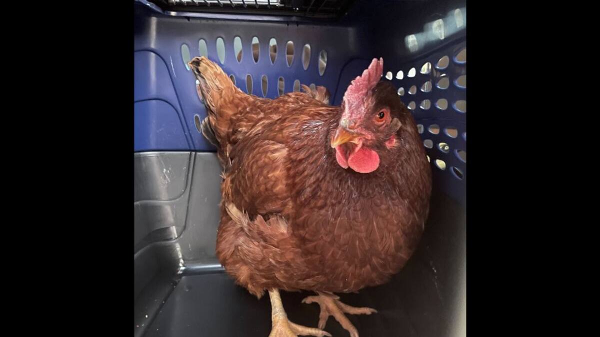 Capturan a gallina que intentó ingresar al Pentágono