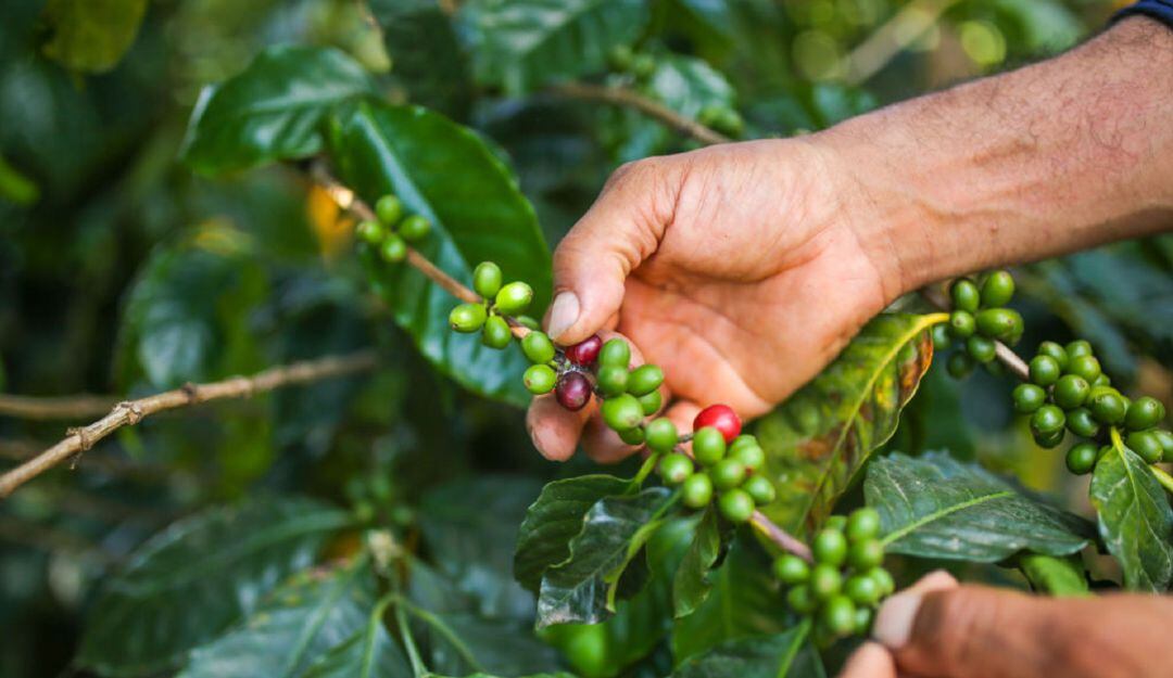 "Este 2021 en contagios va a ser más difícil en zonas rurales": FNC