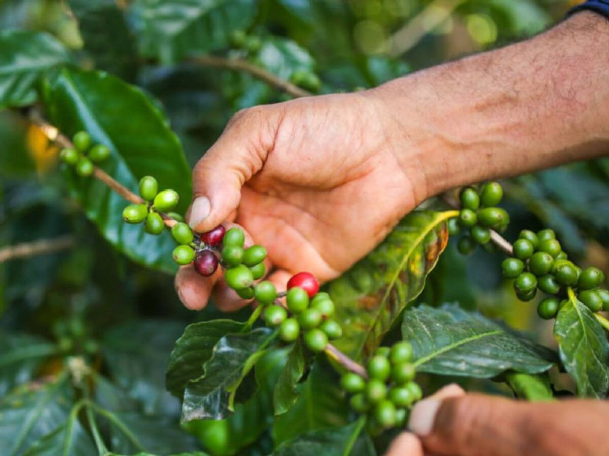 Cafeteros en alerta por aumento del COVID-19 en zonas de producción